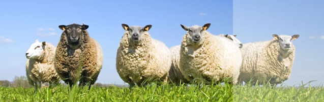 Standard Wool Sheep