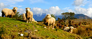 NZ Greasy Wool